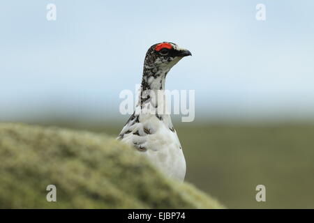 Rock ptarmigan Island