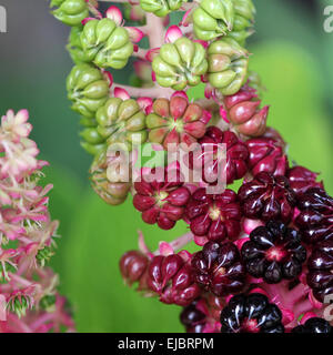 Asian Pokeweed Stock Photo