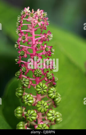 Asian Pokeweed Stock Photo