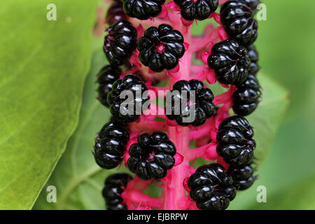 Asian Pokeweed Stock Photo