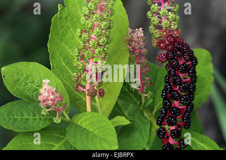 Asian Pokeweed Stock Photo