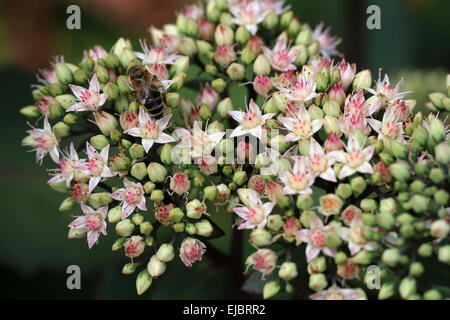 orpine, livelong, frog's-stomach Stock Photo