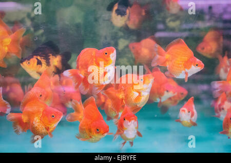 goldfish street or market in hong kong Stock Photo