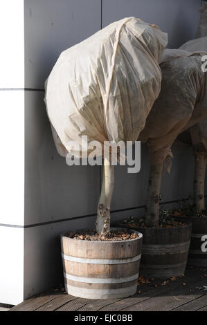 Olive tree with frost protect Stock Photo