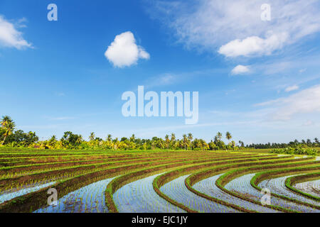 Rice Fields. Bali