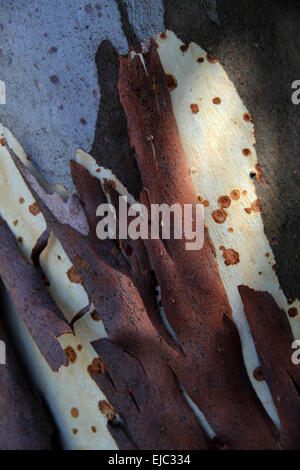 Eucalyptus Stock Photo