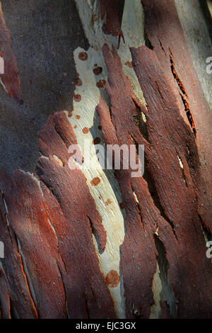 Eucalyptus Stock Photo
