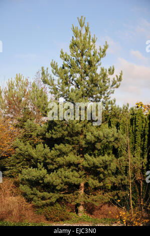 Scots pine Stock Photo