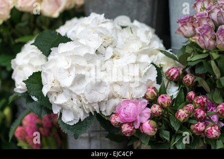 White hydrangea bloom with peonies and roses in buckets at flower shop, London Stock Photo