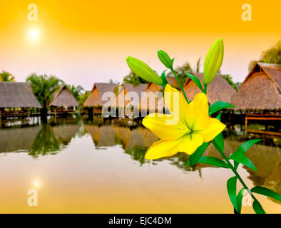 Colorful Yellow Lily Stock Photo