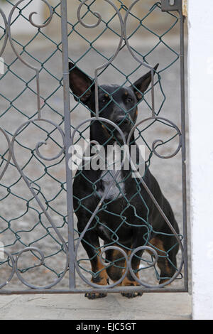 dog behind fence Stock Photo