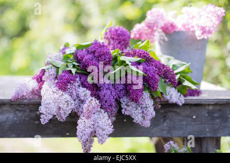 Cut stems of lilac blossoms (Syringa vulgaris) in spring Stock Photo