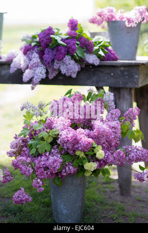 Cut stems of lilac blossoms (Syringa vulgaris)  and Snowball Bush (Viburnum opulus 'Roseum') in spring Stock Photo