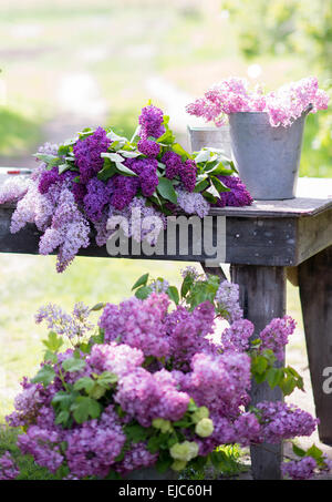 Cut stems of lilac blossoms (Syringa vulgaris) in spring Stock Photo