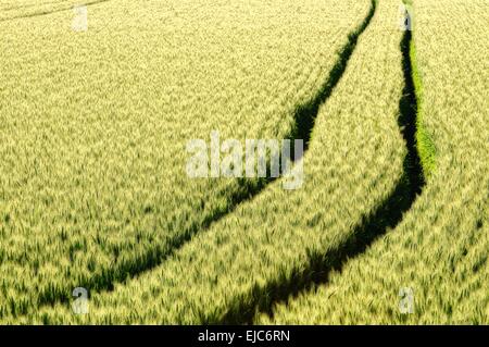 Lanes of processing in the grain soft Stock Photo