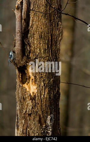 A white-breasted nuthatch bird climbs on a tree in search of food. Stock Photo