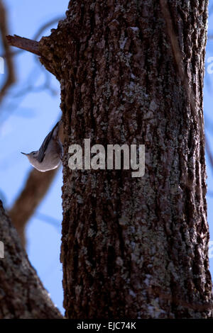 A white-breasted nuthatch bird climbs on a tree in search of food. Stock Photo