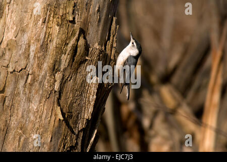 A white-breasted nuthatch bird climbs on a tree in search of food. Stock Photo