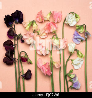 Sweet peas Dynasty Spring Sunshine Champagne Spring Sunshine Peach White Supreme Winter Sunshine Lavender Dark Passion and Stock Photo