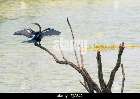 A Anhinga, also called a snake bird, rests perched on a dead tree limb in a swamp in Georgia, USA, while drying its' wings. Stock Photo