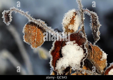 Hoarfrost Stock Photo