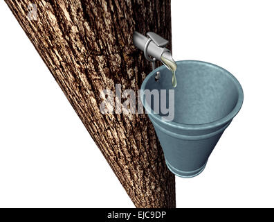 Maple syrup harvesting as tree with sap flowing drops of sweet traditional food in a metal pail isolated on a white background as a symbol for sugar shack spring tradition. Stock Photo