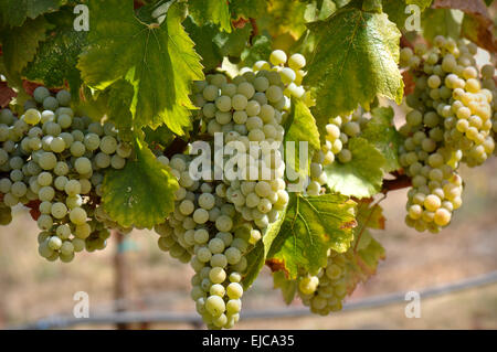 Green Grapes on the Vine Stock Photo