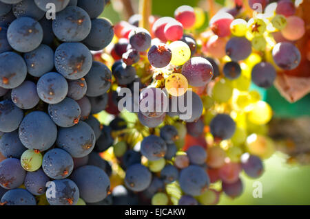 Close Up of Grapes on the Vine Stock Photo