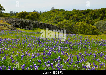Meadow with Texas Blue Bonnet Flowers Stock Photo