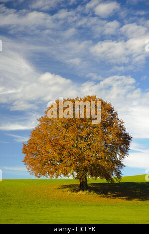 Old beech tree with yellow autumn leaves Fagus sylvatica Stock Photo ...