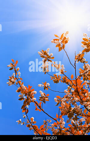 Blue sky background with tree leaves hanging off a branch Stock Photo ...
