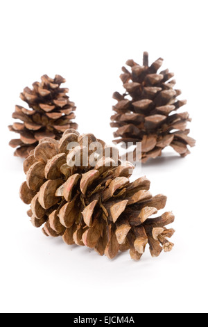 Pine Cone with white background Stock Photo