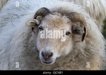 Sheep (Ovis) Stock Photo