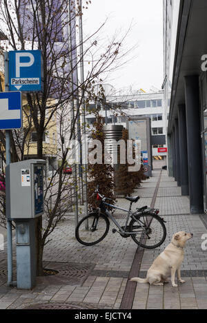 Dog waiting in parking zone to owner Stock Photo