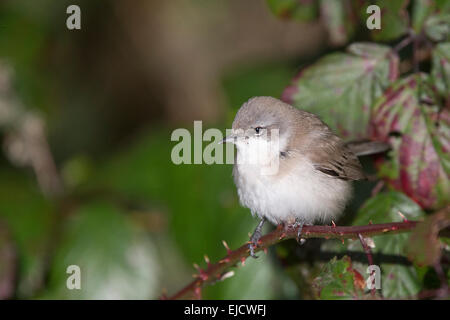 Lesser Whitethroat, eastern subspecies, perched in bramble, Stithians Reservoir, Cornwall, England, UK. Stock Photo