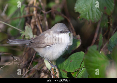 Lesser Whitethroat, eastern subspecies, perched, Stithians Reservoir, Cornwall, England, UK. Stock Photo