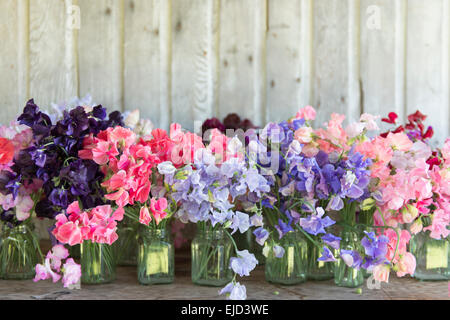 Mixed sweet peas in jars on rustic table Stock Photo