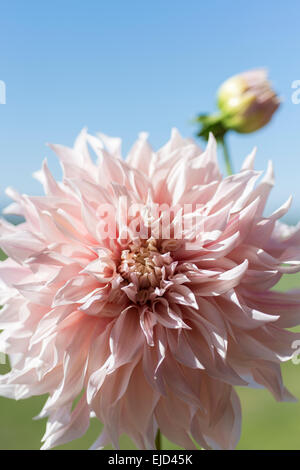 Cut stems of dahlia Cafe au Lait Stock Photo