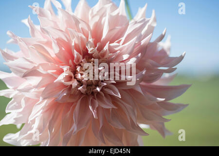 Cut stems of dahlia Cafe au Lait Stock Photo