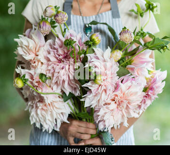 Cut stems of dahlia Cafe au Lait Stock Photo