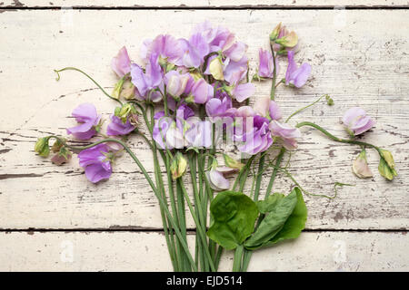 sweetpea winter