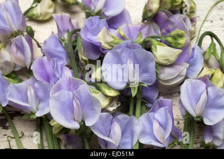 Sweet Pea (Lathyrus odoratus) Winter Sunshine Blue Stock Photo