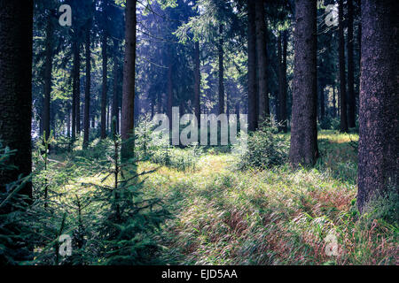 foggy thuringian forest in the morning Stock Photo