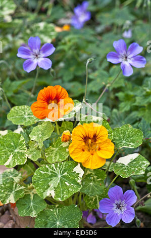 Close up of orange and yellow nasturtiums and purple perennial geraniums in flower in herbaceous border, English garden, summer Stock Photo