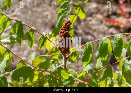 Leaves and fruits of Elm-leaved sumach, Rhus coriaria Stock Photo