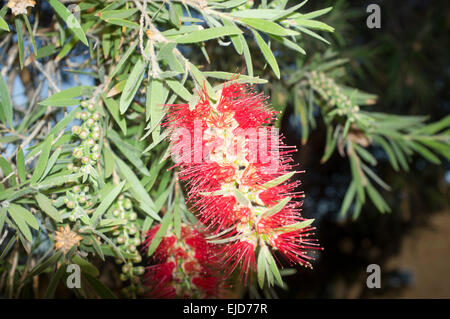 Adelaide,Australia. 24th March 2015. Colorful native  Australian Bottlebrush flowers in bloom Stock Photo