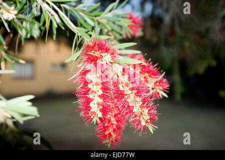 Adelaide,Australia. 24th March 2015. Colorful native  Australian Bottlebrush flowers in bloom Stock Photo