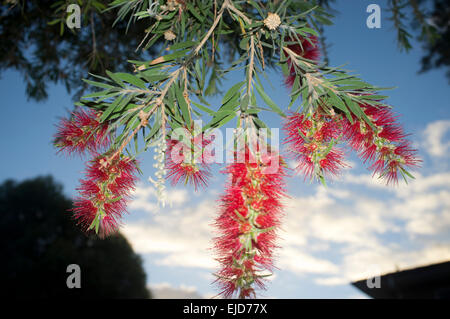 Adelaide,Australia. 24th March 2015. Colorful native  Australian Bottlebrush flowers in bloom Stock Photo