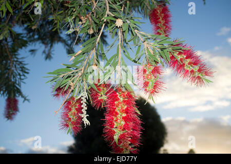 Adelaide,Australia. 24th March 2015. Colorful native  Australian Bottlebrush flowers in bloom Stock Photo