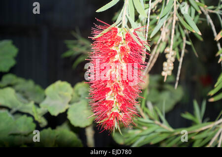 Adelaide,Australia. 24th March 2015. Colorful native  Australian Bottlebrush flowers in bloom Stock Photo